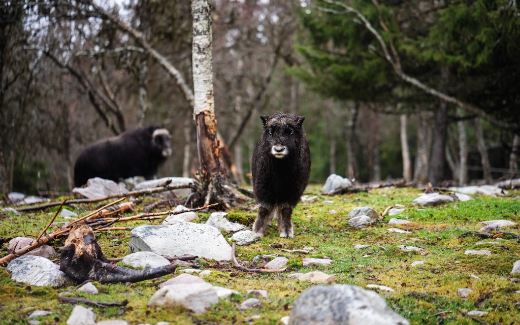 Två myskoxkalvar i skogen.