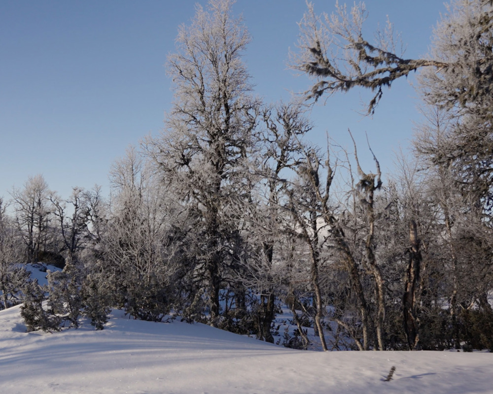 Fjällbjörkar med frost på grenarna.