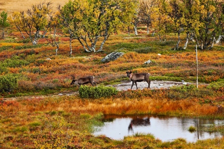 Två renar på fjället med härliga höstfärger.