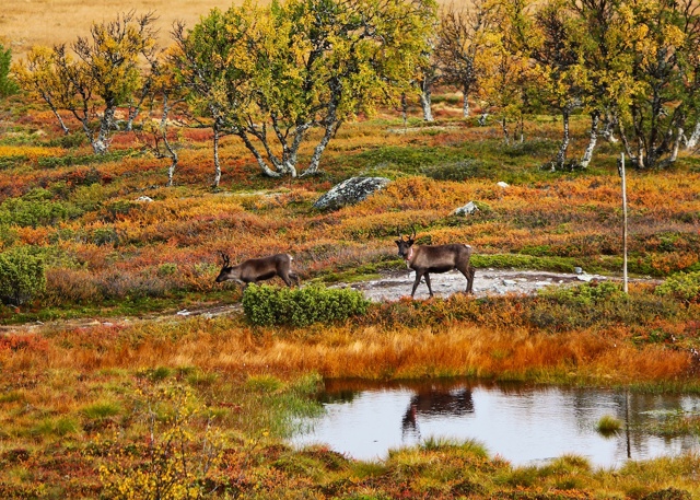 Två renar på fjället med härliga höstfärger.
